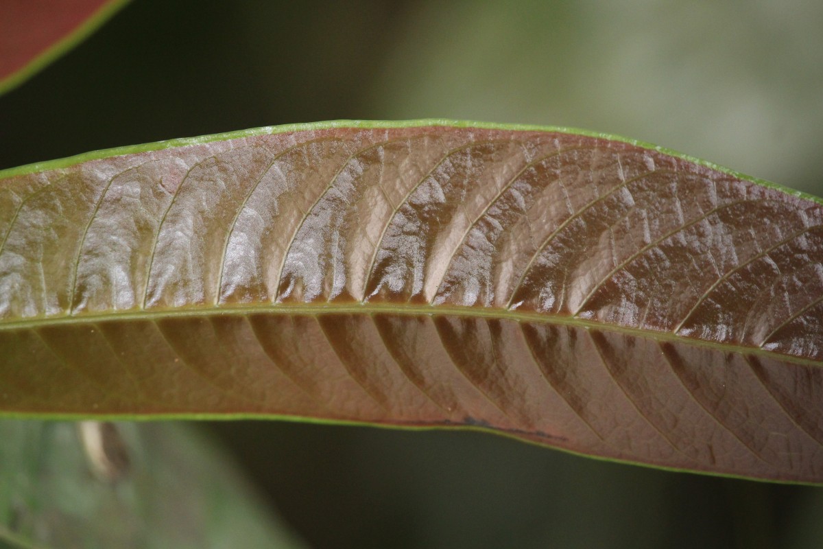 Semecarpus marginatus Thwaites